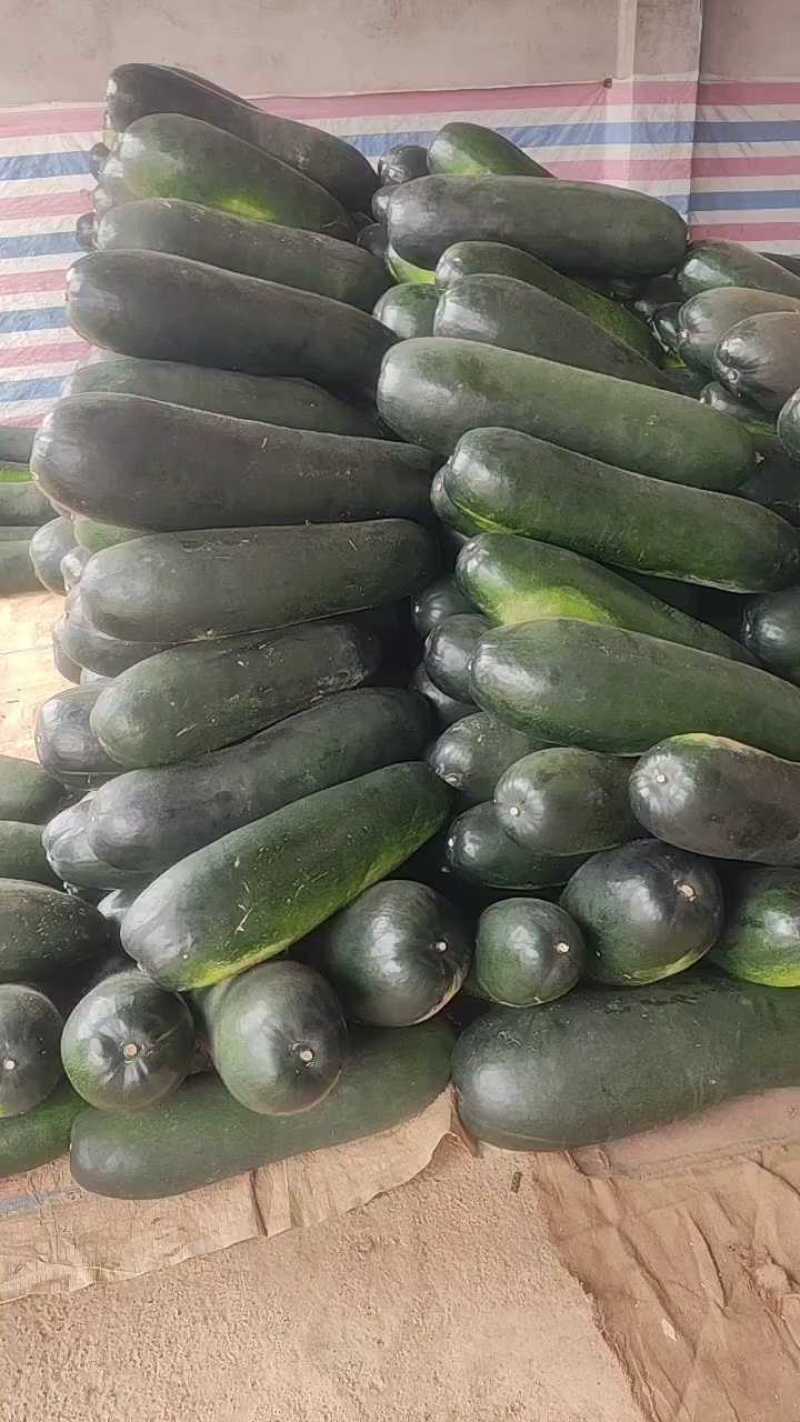 广西南宁，地冬瓜，大量供应，诚信经营，