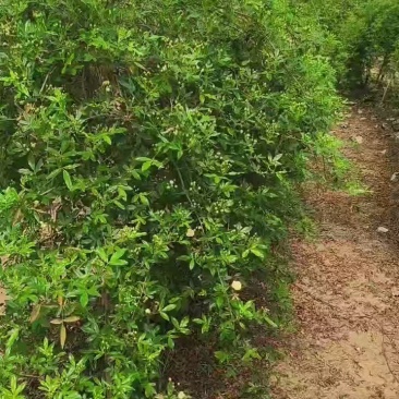 爬藤木香露花苞，红黄白三色，1.4-1.8米便宜处理
