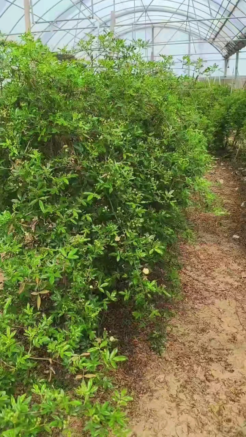 爬藤木香露花苞，红黄白三色，1.4-1.8米便宜处理