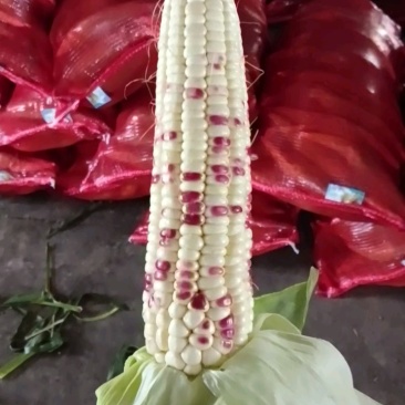 广东精品花糯玉米产地直发品质保证量大从优一手货源