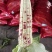 广东精品花糯玉米产地直发品质保证量大从优一手货源