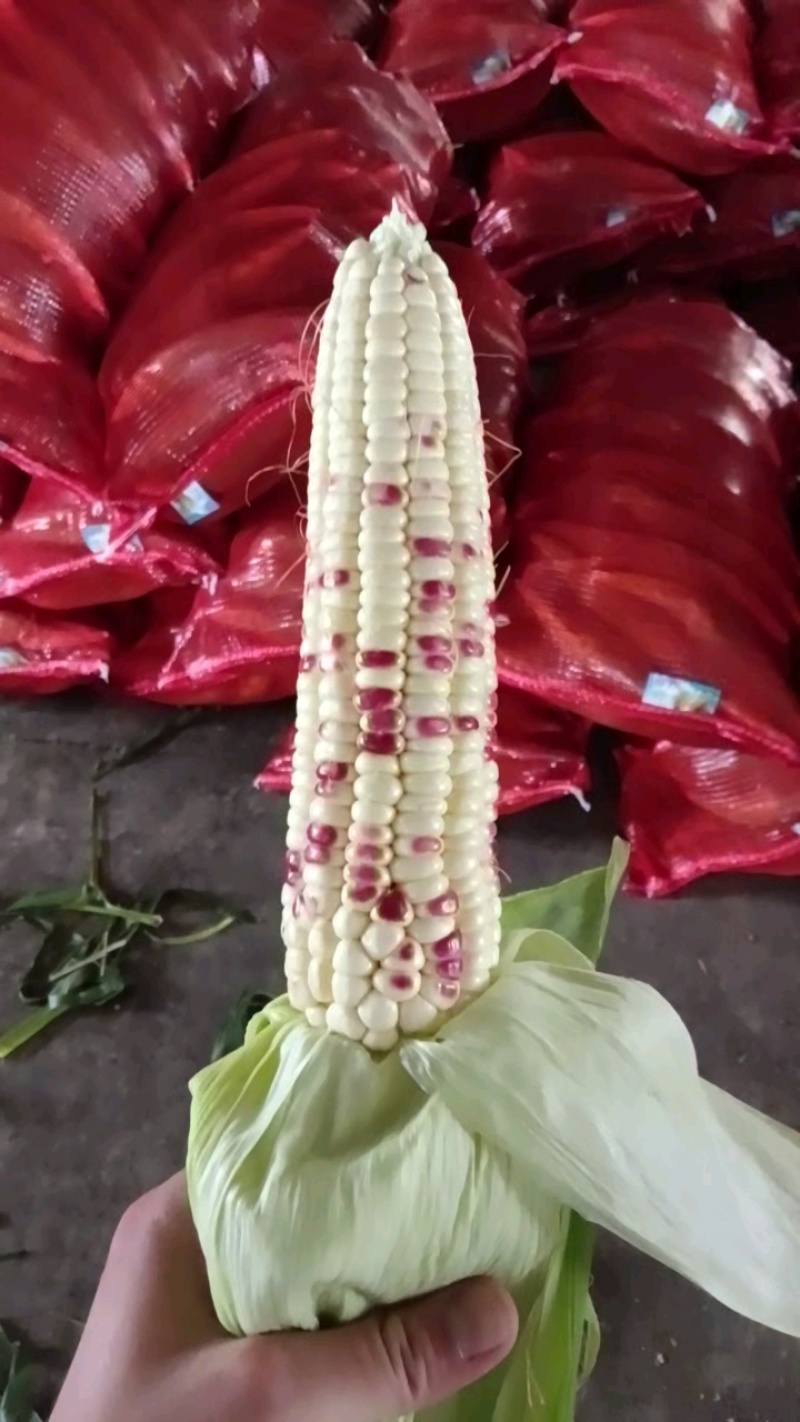 广东精品花糯玉米产地直发品质保证量大从优一手货源