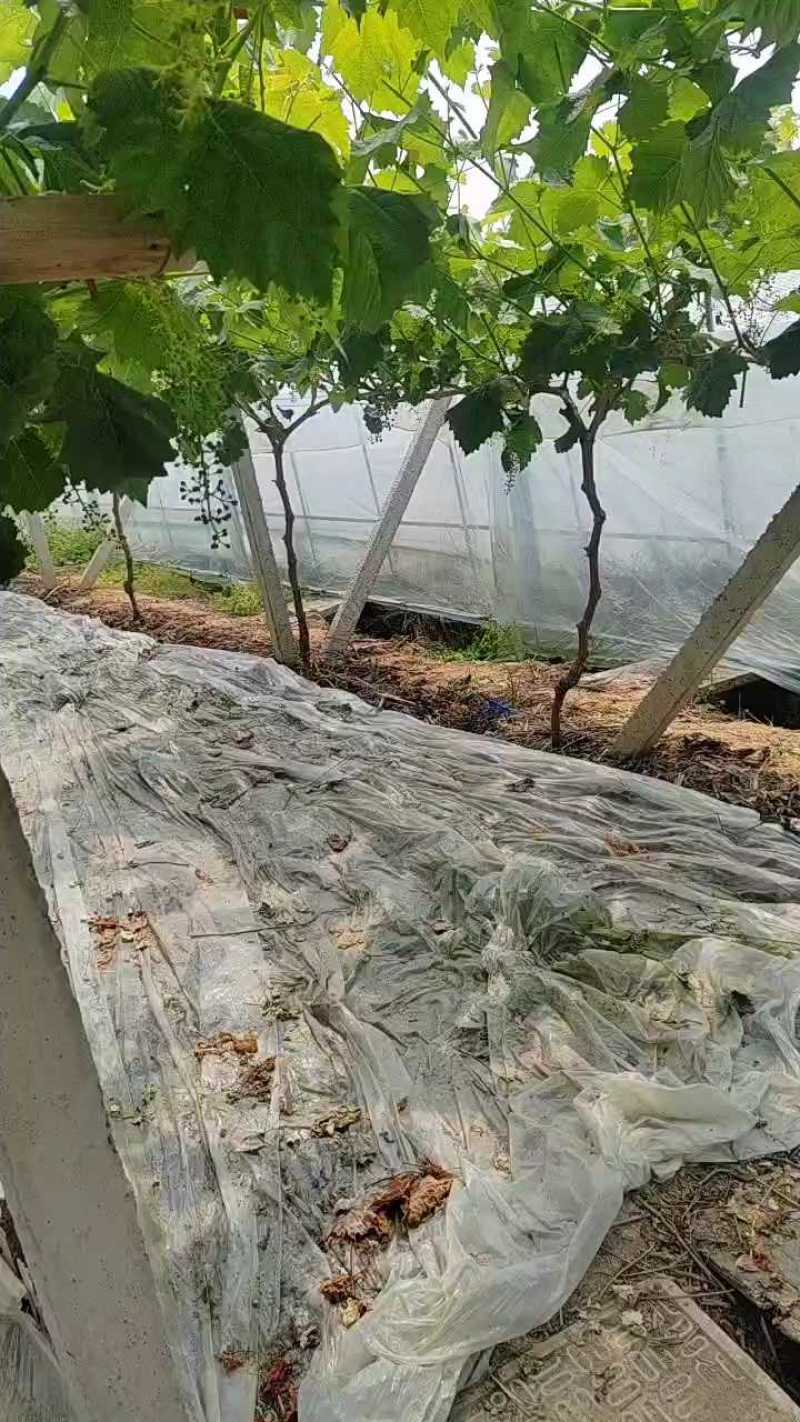 葡萄阳光玫瑰，醉金香，夏黑
