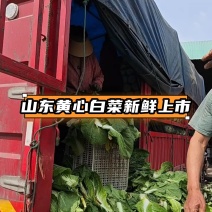 山东黄心白菜大量上市了对接市场档口商超一条龙服务欢迎来电