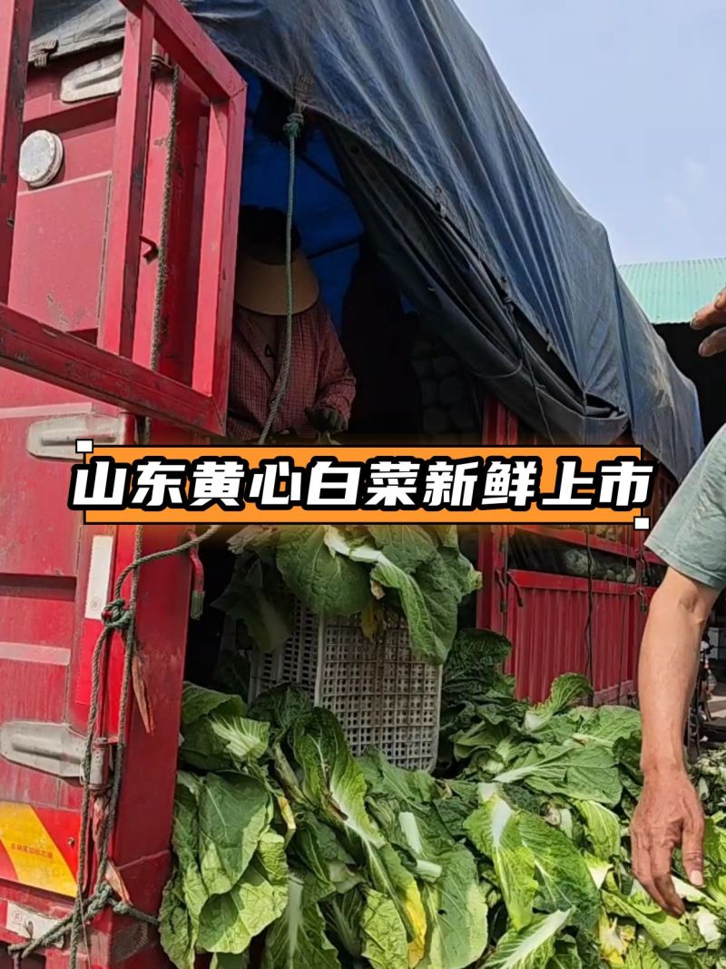 山东黄心白菜大量上市了对接市场档口商超一条龙服务欢迎来电