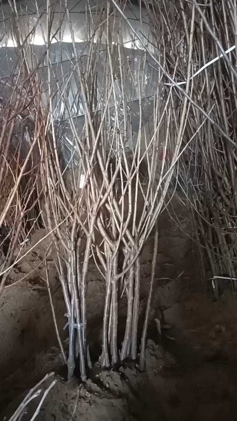 美早大樱桃苗。基地直发？包技术包售后，全国发货