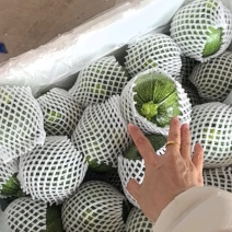 小南瓜，嫩南瓜，一手货源，量大从优，欢迎来订购