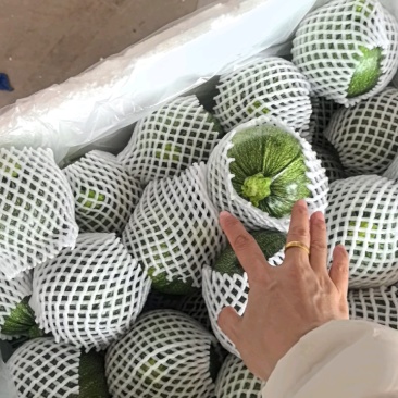 小南瓜，嫩南瓜，一手货源，量大从优，欢迎来订购
