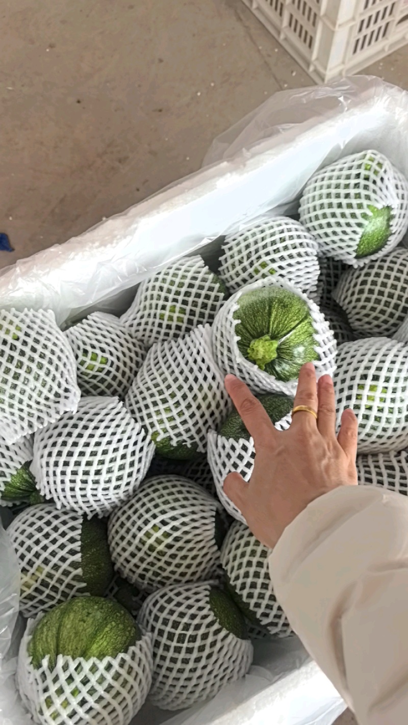 小南瓜，嫩南瓜，一手货源，量大从优，欢迎来订购