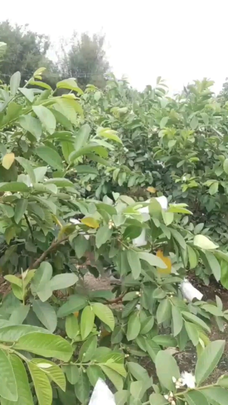 珍珠白番石榴