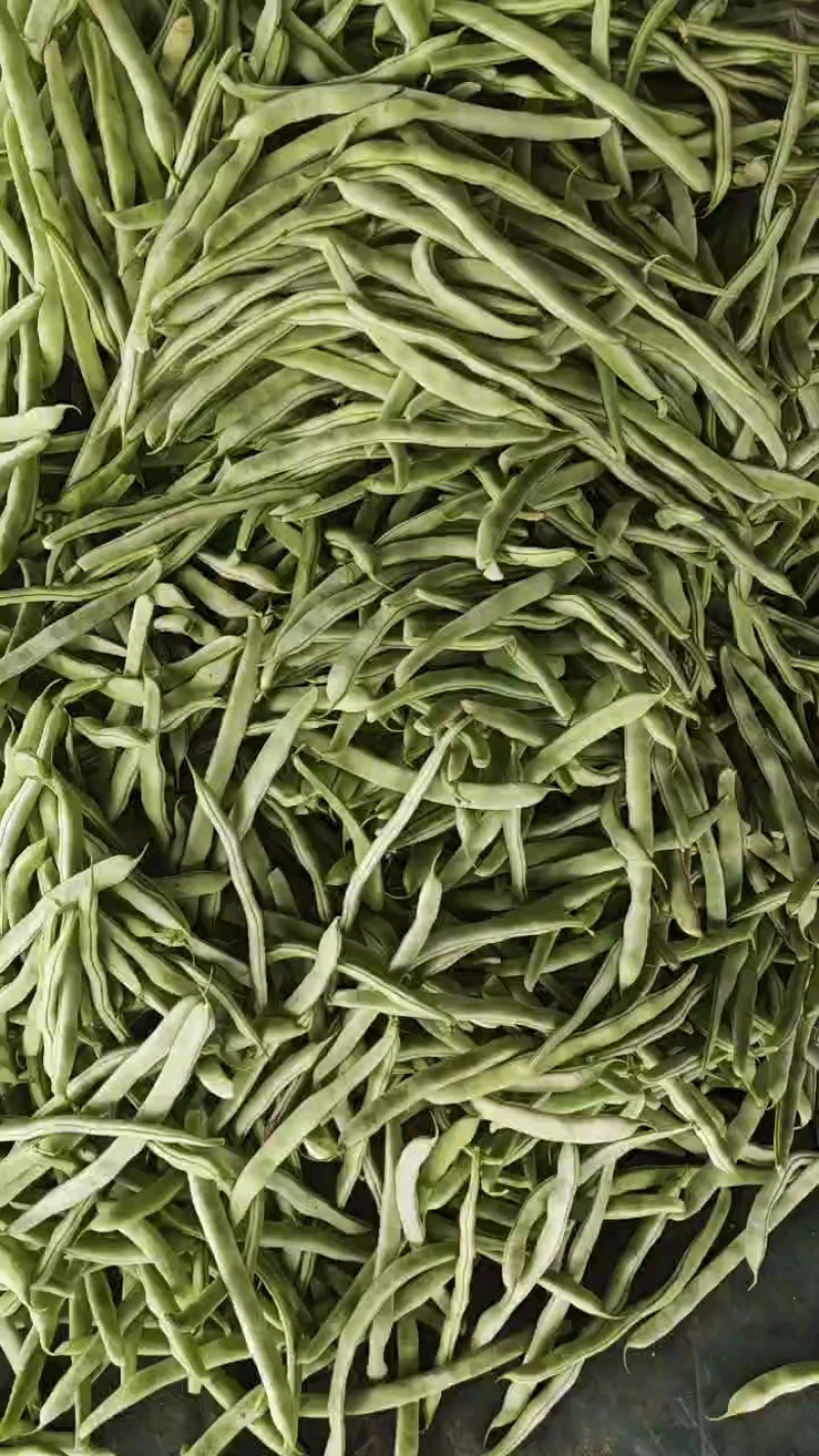 【精品】白不老芸豆大量上市价格优惠货源充足欢迎咨询