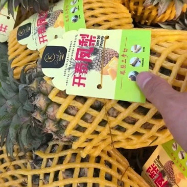 金钻凤梨