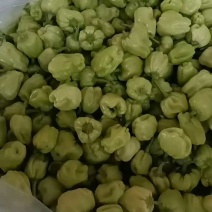 福建白灯笼椒新鲜开菜，产地直供