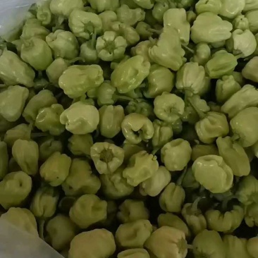 福建白灯笼椒新鲜开菜，产地直供
