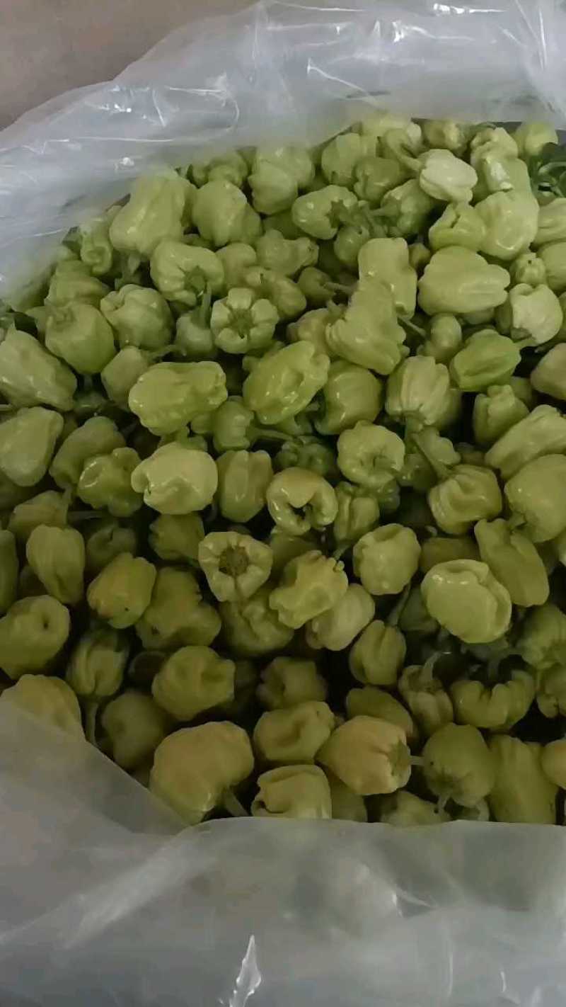 福建白灯笼椒新鲜开菜，产地直供