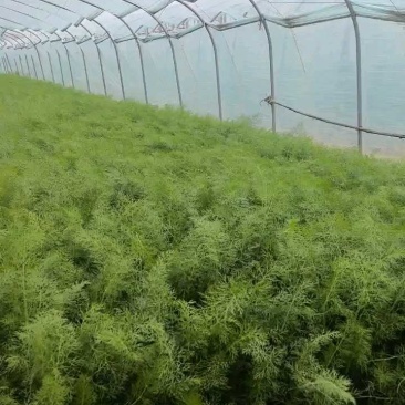精品茴香。
