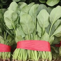 【欢迎来电】河北大叶菠菜，大量上市可供全国客商采购产地直