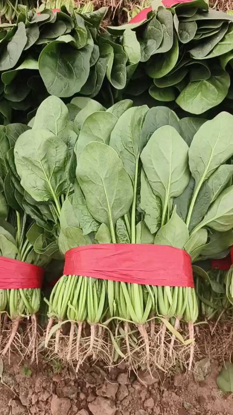 【欢迎来电】河北大叶菠菜，大量上市可供全国客商采购产地直