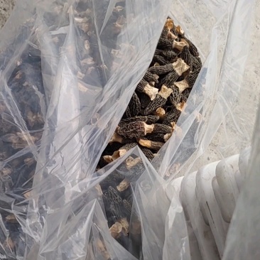 8级永磁，20斤货，品质好又黑又干。