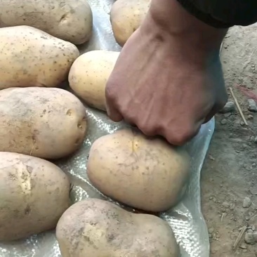 隆薯七号四两以上大土豆，精品精品