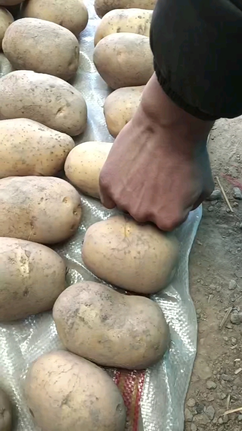隆薯七号四两以上大土豆，精品精品