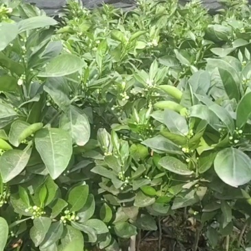纽荷尔脐橙苗大杯苗橙子苗根系发达挂果高成活率高