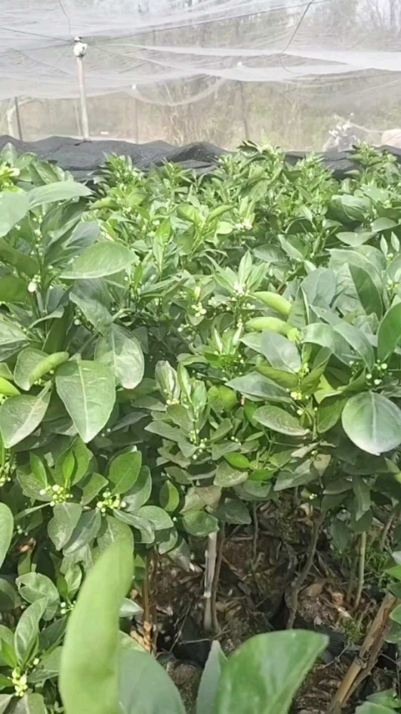 纽荷尔脐橙苗大杯苗橙子苗根系发达挂果高成活率高