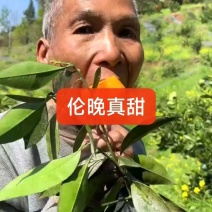 湖北秭归伦晚中华红血橙产地果园看货现场釆果支持视频看货！