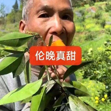 湖北秭归伦晚中华红血橙产地果园看货现场釆果支持视频看货！
