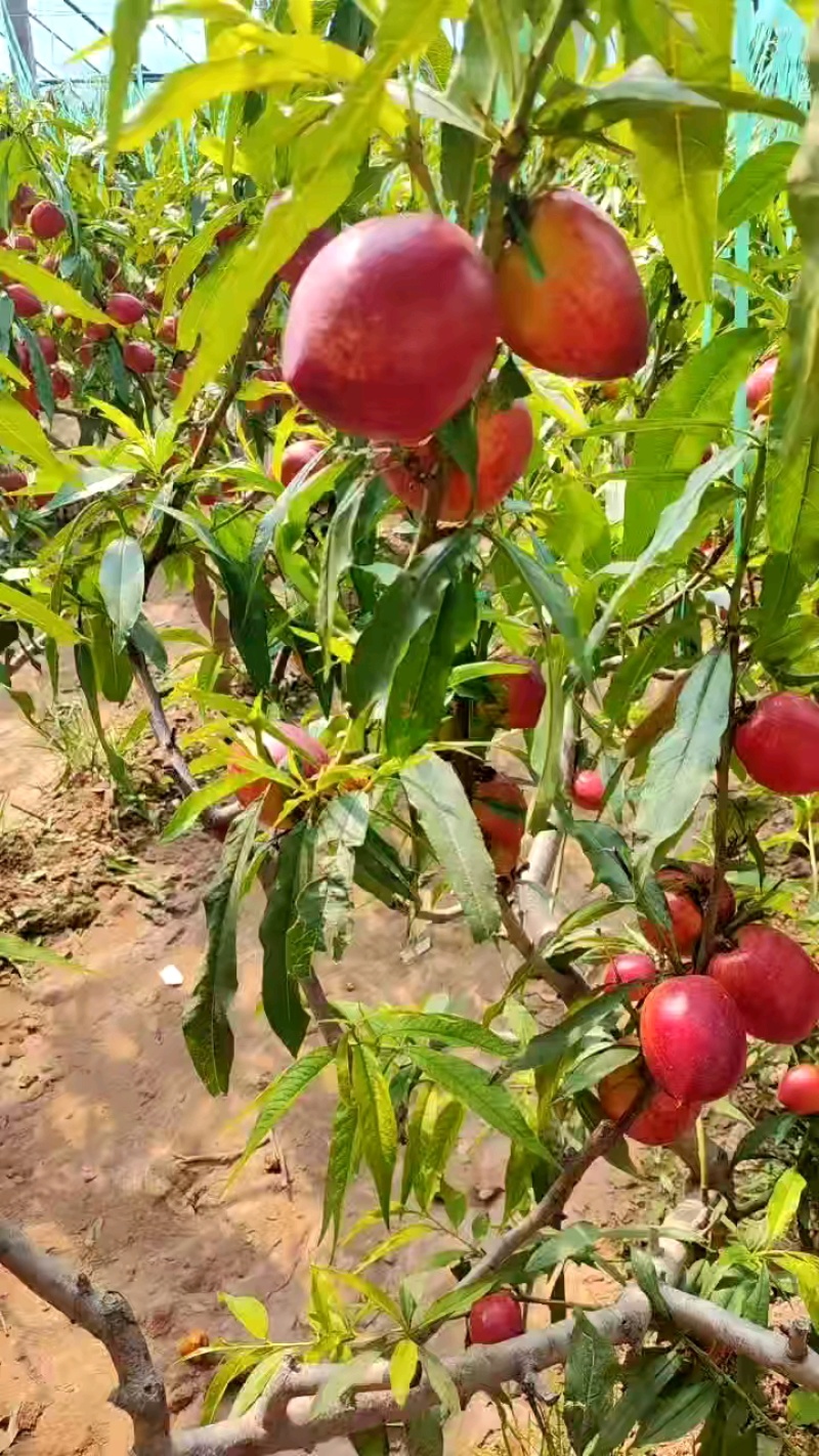 中油4号5号18号，黄肉白肉油桃对接电商市场商超社区团购