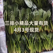 山东泡沫箱装精品小叶菠菜产地一手货源量大价优全国发货