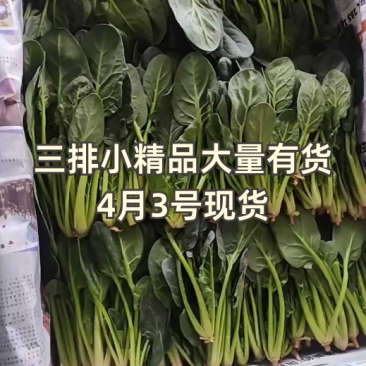 山东泡沫箱装精品小叶菠菜产地一手货源量大价优全国发货