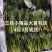 山东泡沫箱装精品小叶菠菜产地一手货源量大价优全国发货