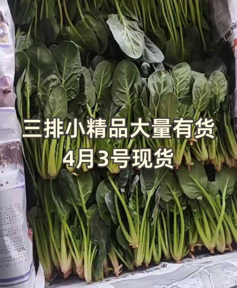 山东泡沫箱装精品小叶菠菜产地一手货源量大价优全国发货