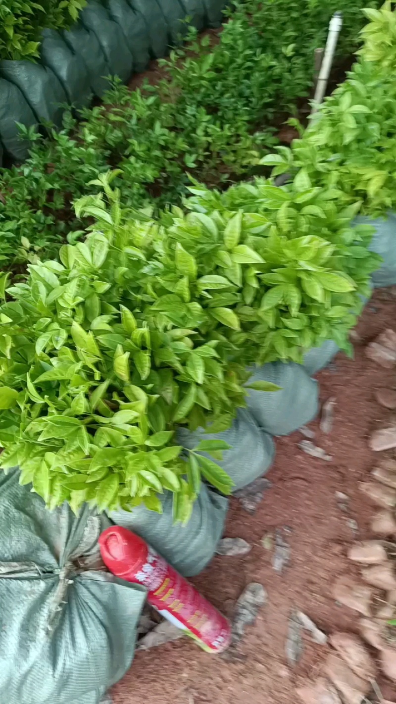 三叉苦杯苗钦州基地直发规格齐全保质保量供货