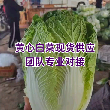 黄心大白菜