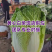 黄心大白菜