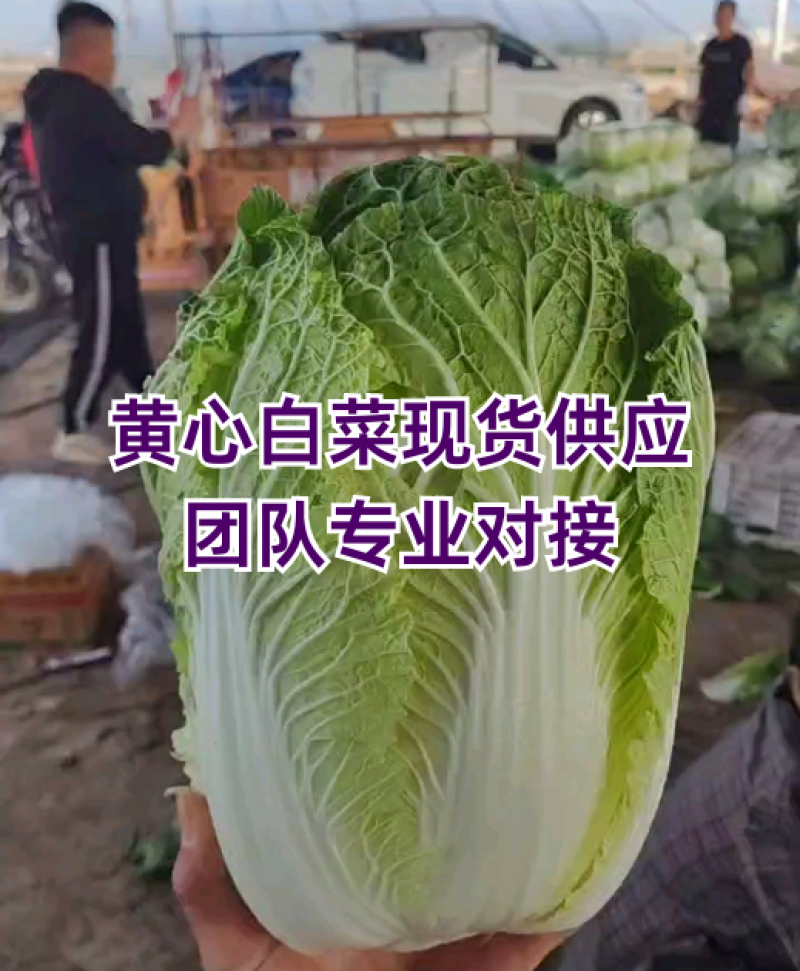 黄心大白菜