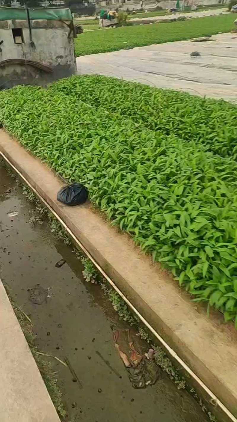 深圳本地大叶空心菜！长年每天现货供应深圳东莞广州佛山周边