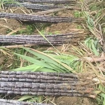 黑皮甘蔗品质优新鲜基地直供可视频看货欢迎咨询来电