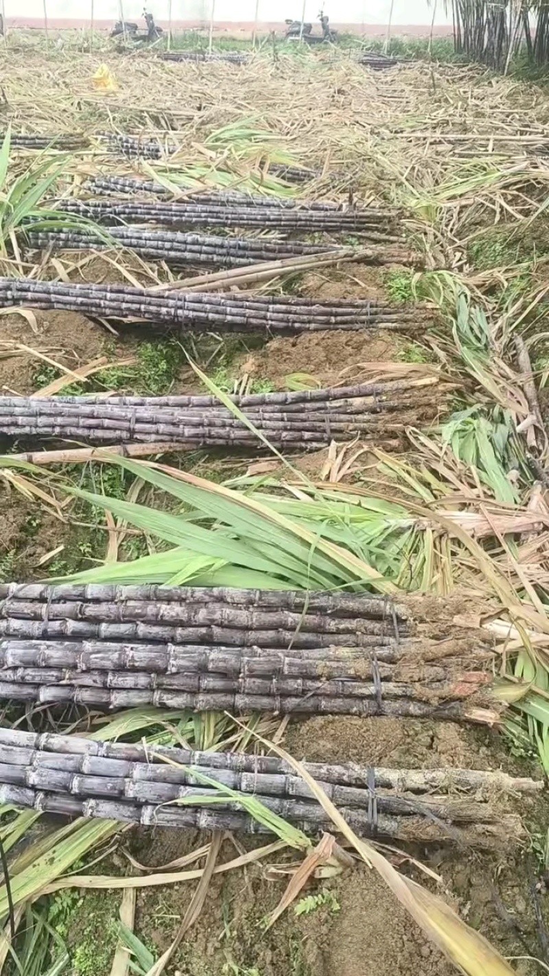 黑皮甘蔗品质优新鲜基地直供可视频看货欢迎咨询来电