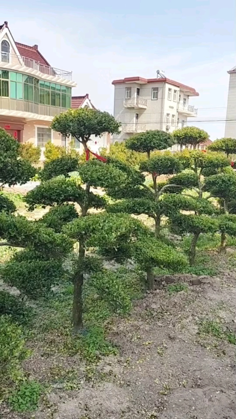 造型黄杨，造型小叶瓜子黄杨，瓜子黄杨杨造型树