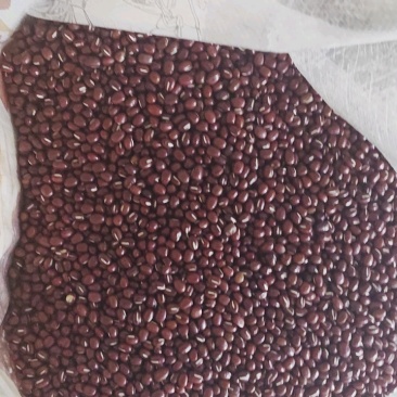 红豆，红小豆，珍珠红，农安红，日本红，食品级红小豆