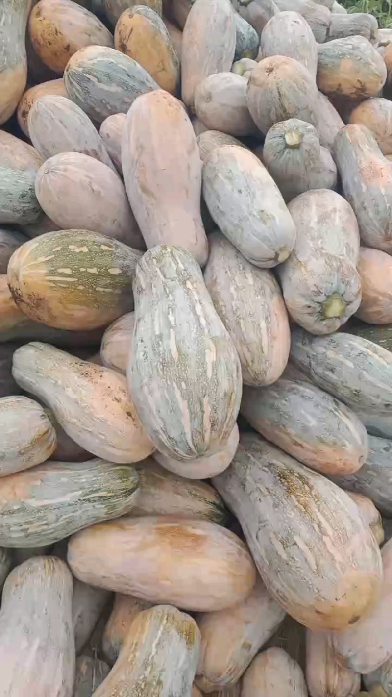 海南密本南瓜