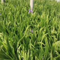 老鸢尾