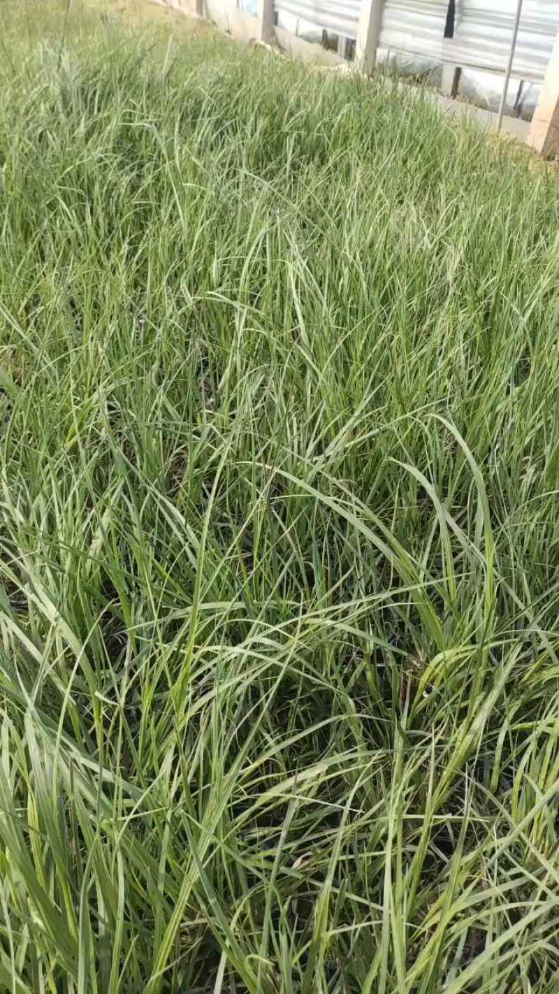 优质双色盆矮蒲苇110盆量大从优物美价廉产地直发欢迎老板