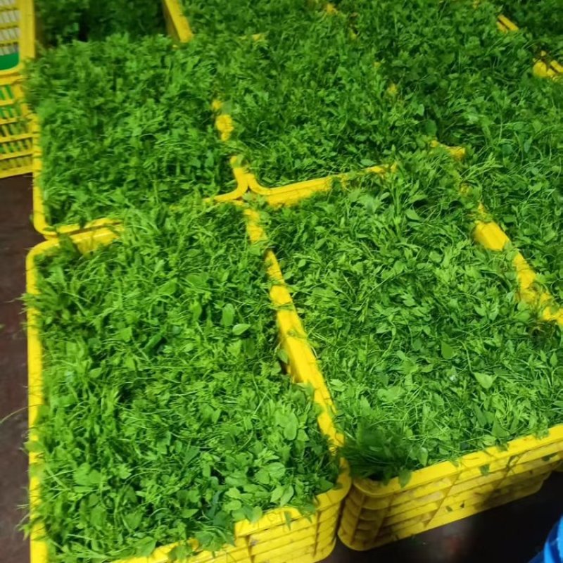 特野菜赤苍腾辣木苗量大从优欢迎来电咨询合作