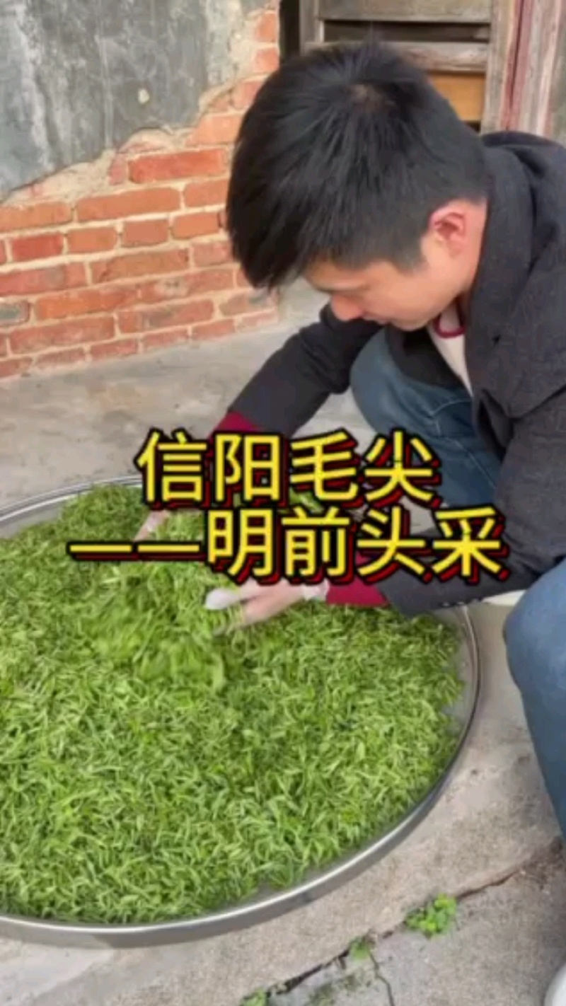 信阳毛尖，高山野茶好茶不怕品，明前茶上市