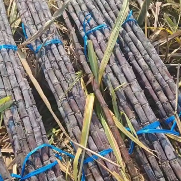 【热销】广东黑皮甘蔗甘蔗产地直发全国发货皮脆汁多