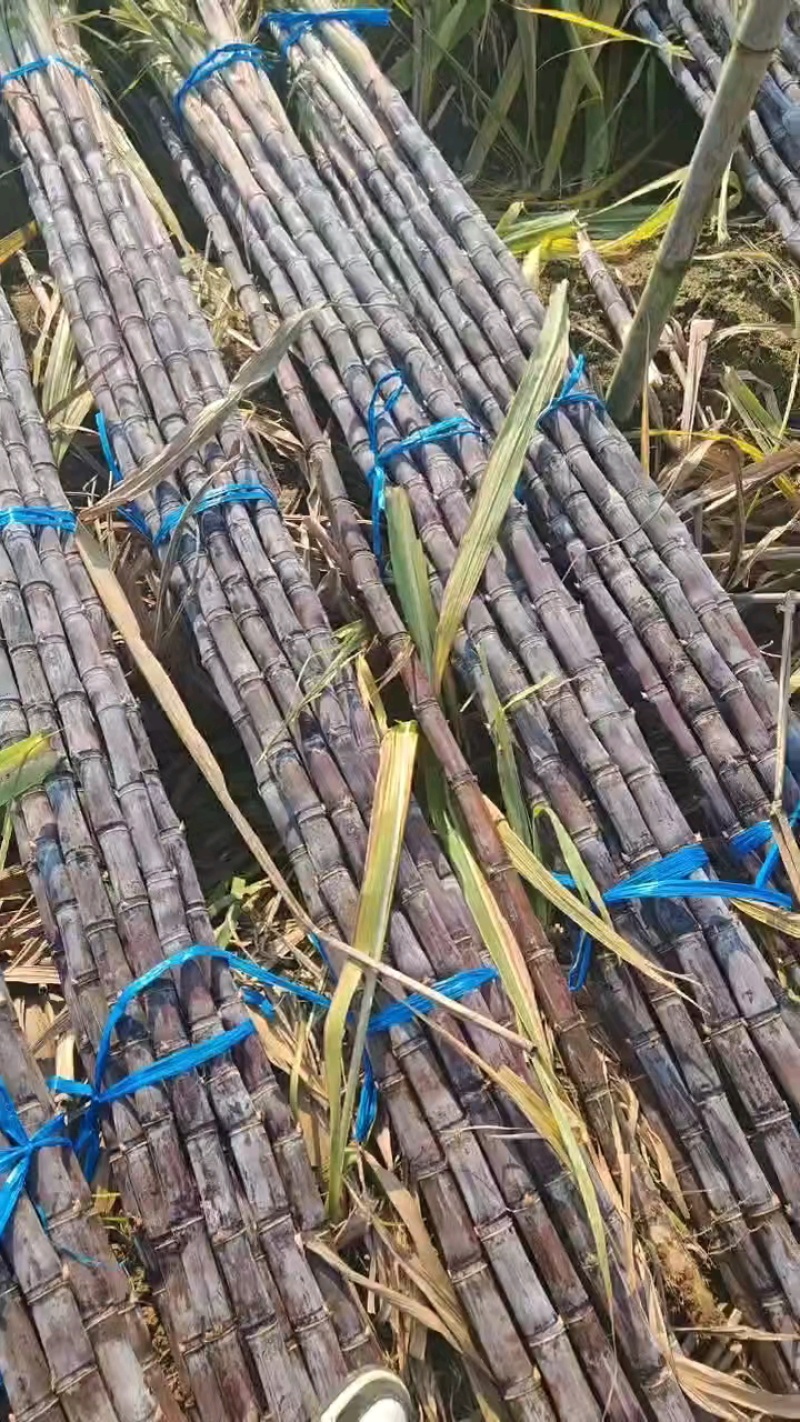 【热销】广东黑皮甘蔗甘蔗产地直发全国发货皮脆汁多